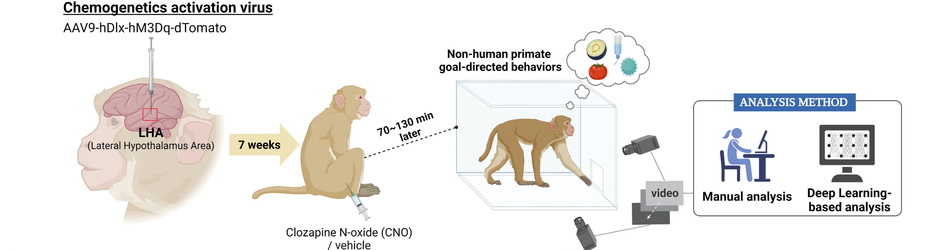 Open access visualization of Workflow, Flowchart, Illustration, Viral Injection, LHAGABA Activation