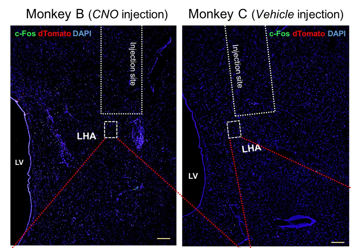 Open access visualization of Microscopy, Immunofluorescence Analysis, Cell Proliferation, Cell Differentiation, CNO