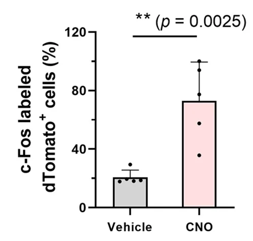 Open access visualization of Bar Plot, Error Bars, c-Fos+/dTomato+ Cells, Gad67+ Cells, Lateral Hypothalamus