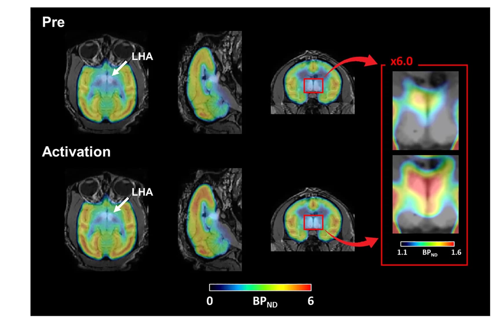 Open access visualization of Microscopy, GABA PET-MR Images, Monkey, Flumazenil Binding, CNO Administration