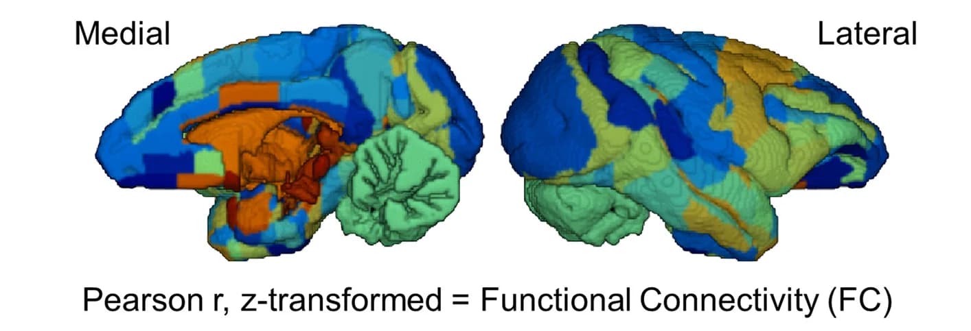 Open access visualization of 3D Plot, Regions of Interest, FC, Segmentation Map, D99 Atlas