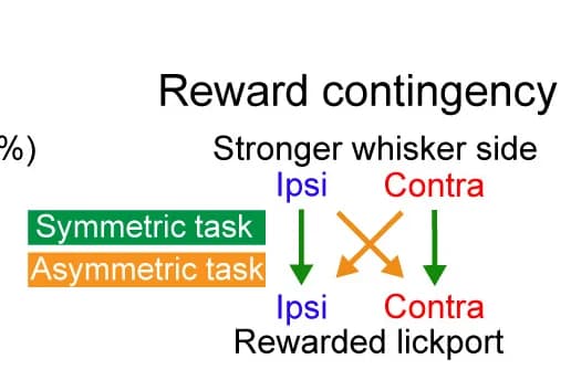 Open access visualization of Workflow, Flowchart, Stimulus-Reward Contingencies, Symmetric, Asymmetric