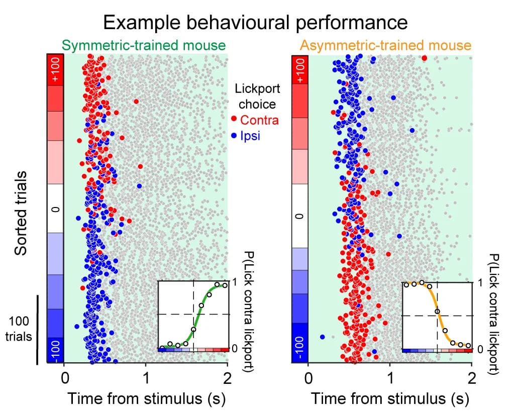 Open access visualization of Scatter Plot, Line Plot, Session Performance, Symmetric-Trained Mouse, Asymmetric-Trained Mouse