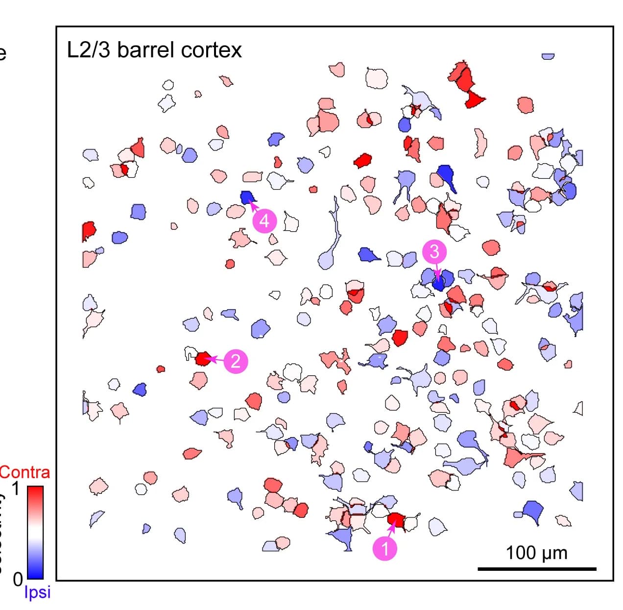 Open access visualization of Scatter Plot, Regions of Interest, Neuronal Somata, Stimulus Selectivity