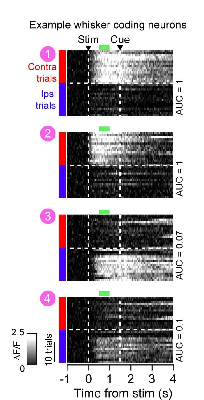 Open access visualization of Heatmap, Bar Plot, Heat-Maps, Fluorescence Responses, Whisker Trials