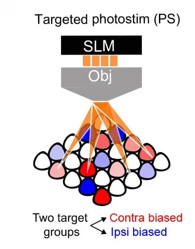 Open access visualization of Illustration, Workflow, Photostimulation, L2/3 ensembles, Two-photon photostimulation