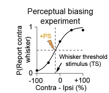 Open access visualization of Line Plot, Scatter Plot, Photostimulation, Whisker threshold stimulus
