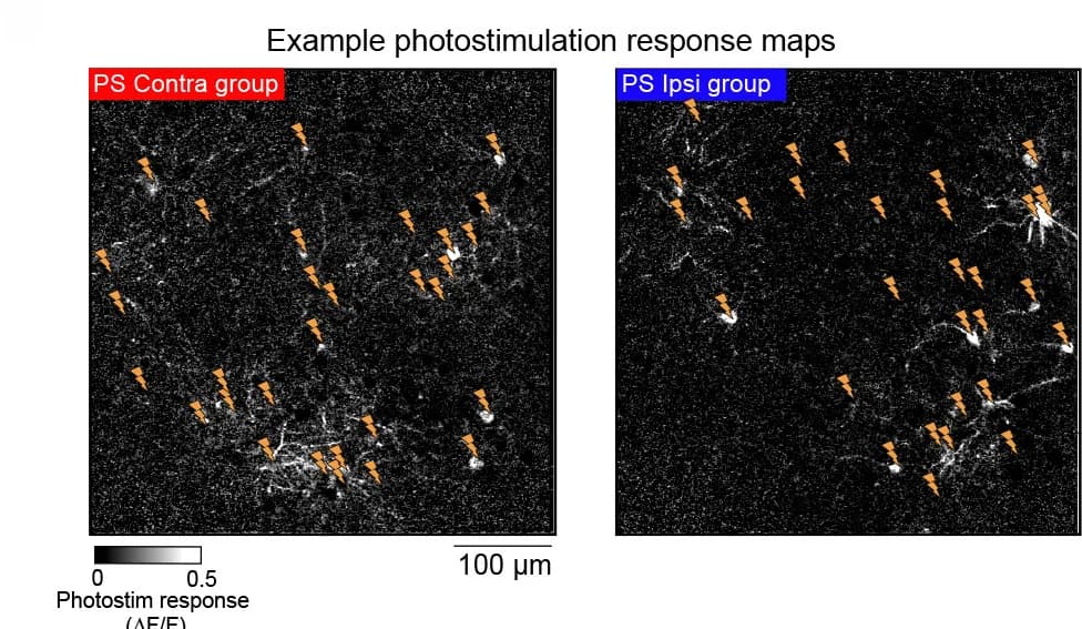 Open access visualization of Microscopy, Photostimulation, Response maps, Contra target groups, Ipsi target groups