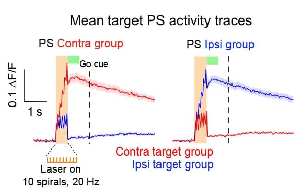 Open access visualization of Line Plot, Error Bars, Fluorescence traces, Contra target neurons, Ipsi target neurons