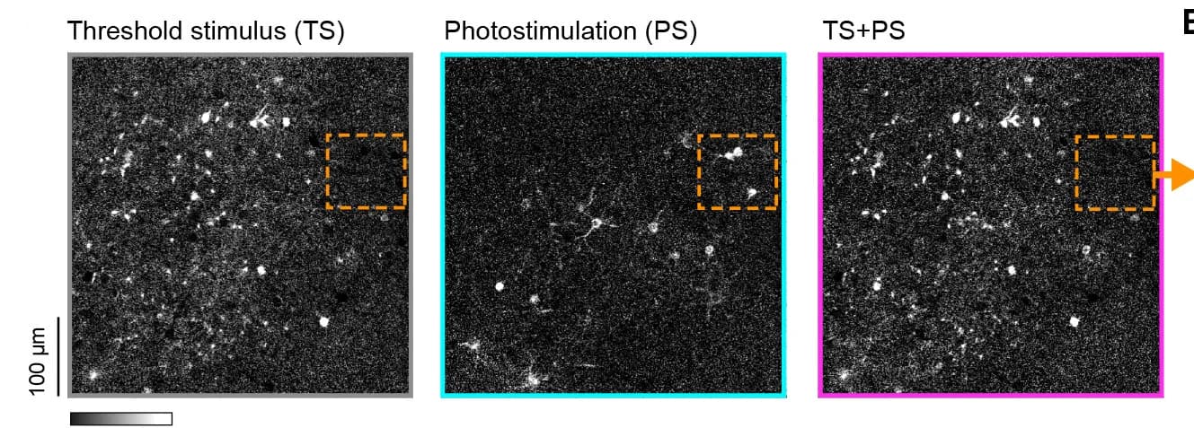Open access visualization of Microscopy, Response Maps, Threshold Stimulus, Photostimulation, Combined Stimuli