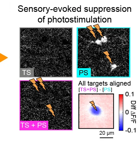 Open access visualization of Microscopy, Heatmap, Region of Interest, Photostimulation Targets, Fluorescence Difference