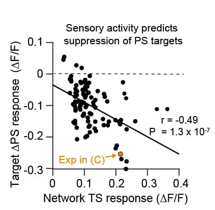 Open access visualization of Scatter Plot, Regression Plot, Photostimulation Responses, Target Neurons, Whisker Trials