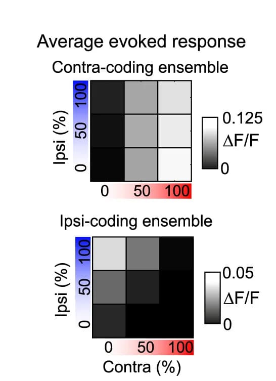 Open access visualization of Heatmap, Fluorescence Responses, Contra-Coding Ensembles, Ipsi-Coding Ensembles, Stimulus Set