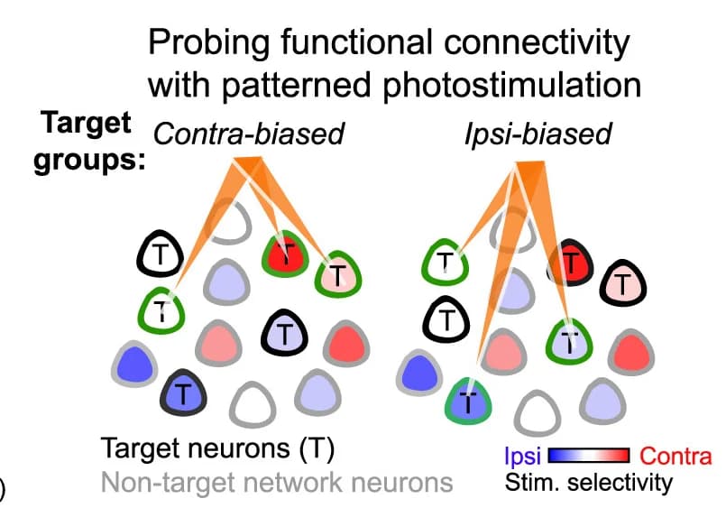 Open access visualization of Illustration, Workflow, Functional Connectivity, Photostimulation, Whisker-Biased Target Groups