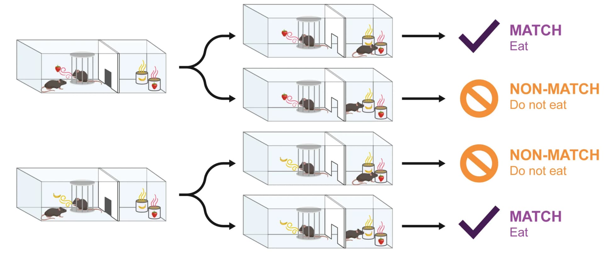 Open access visualization of Workflow, Illustration, Social Transmission, Food Preference, Delayed Match to Sample