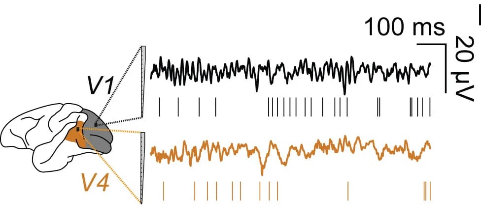 Open access visualization of Line Plot, Illustration, Experimental Setup, Macaque