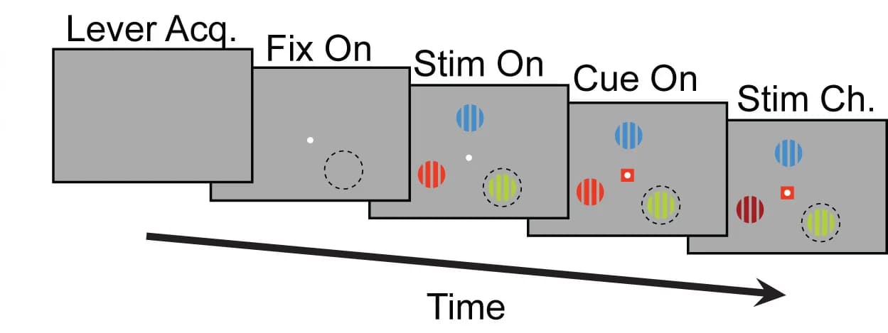 Open access visualization of Workflow, Selective Attention Task, V1 Neurons, V4 Neurons