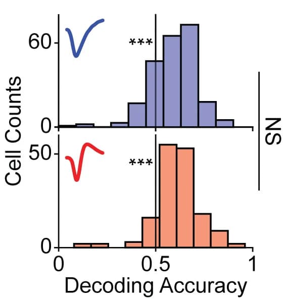 Open access visualization of Histogram, Decoding Accuracy, Attentional Condition, Firing Rates, BW Cells