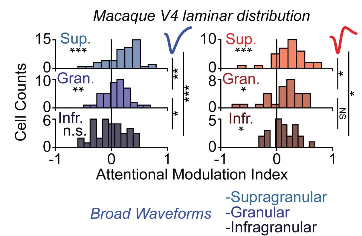 Open access visualization of Histogram, Laminar Compartments, BW Cells, NW Cells, Macaque V4