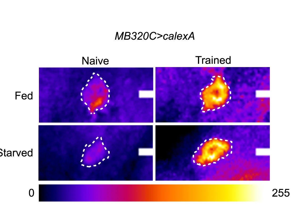 Open access visualization of Heatmap, CaLexA, PPL1-γ1pedc Activity, Aversive Training, Fed Flies