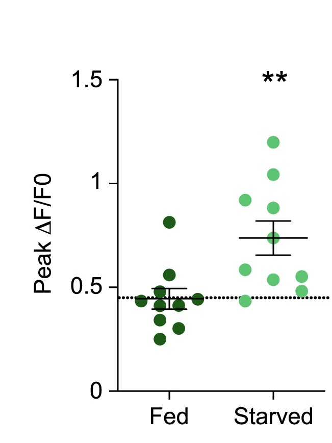 Open access visualization of Scatter Plot, Error Bars, Shock-Evoked Transients, Dopamine, PPL1-γ1pedc DANs