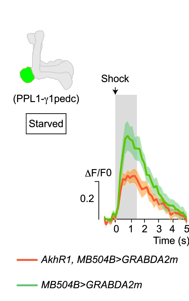 Open access visualization of Line Plot, Error Bars, Dopamine Transients, In Vivo, PPL1-γ1pedc DANs