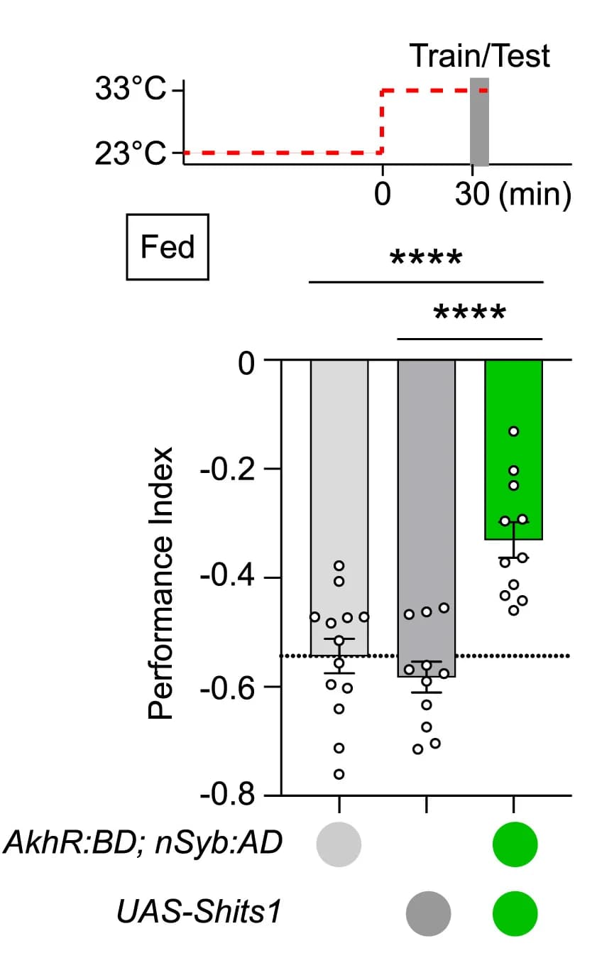 Open access visualization of Bar Plot, Scatter Plot, Line Plot, AKHR Neurotransmission, Aversive Memory
