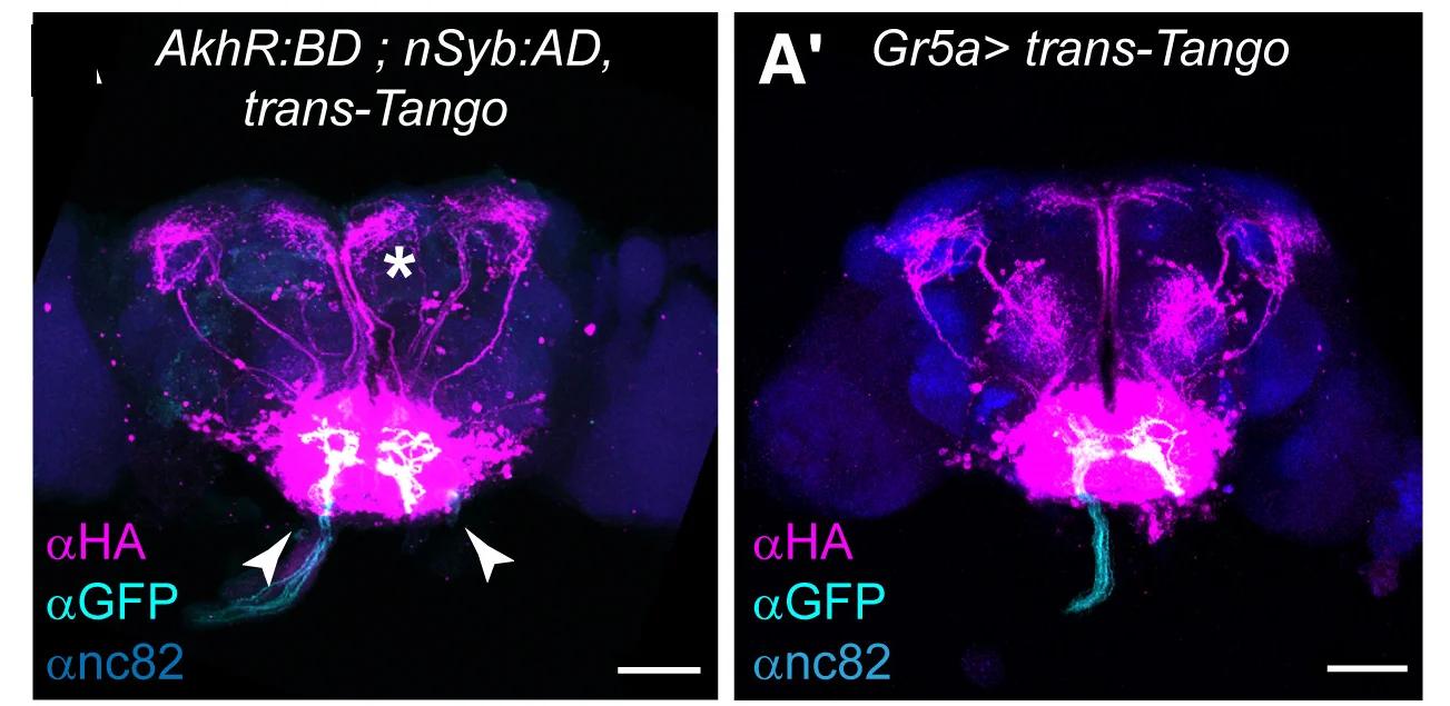 Open access visualization of Microscopy, trans-Tango, AKHR Neurons, Superior Brain Neuropils, GFP