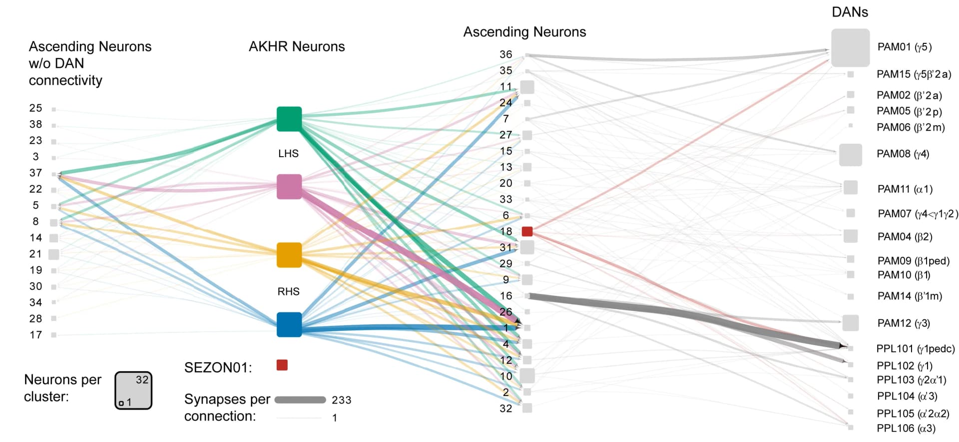 Open access visualization of Sankey, AKHR Neurons, Ascending Neurons, DANs, Connectivity