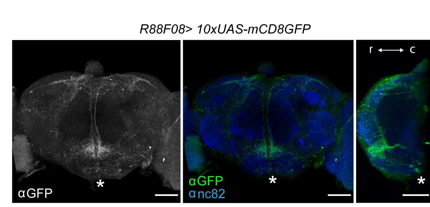 Open access visualization of Microscopy, SEZON01, AKHR Neurons, DANs, UAS-mCD8::GFP