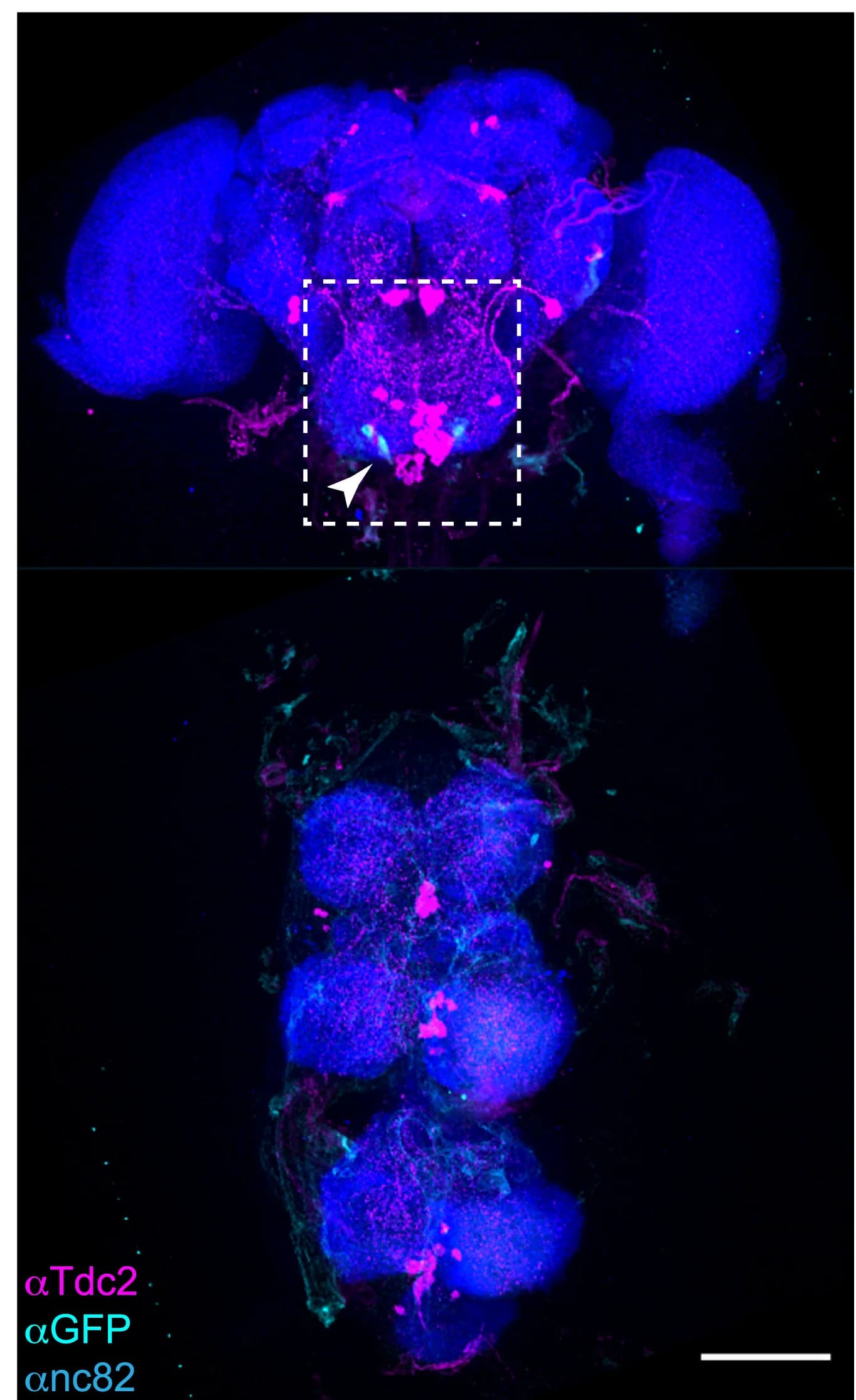 Open access visualization of Microscopy, AKHR Neurons, GFP, Tdc2, Brain Neuropil
