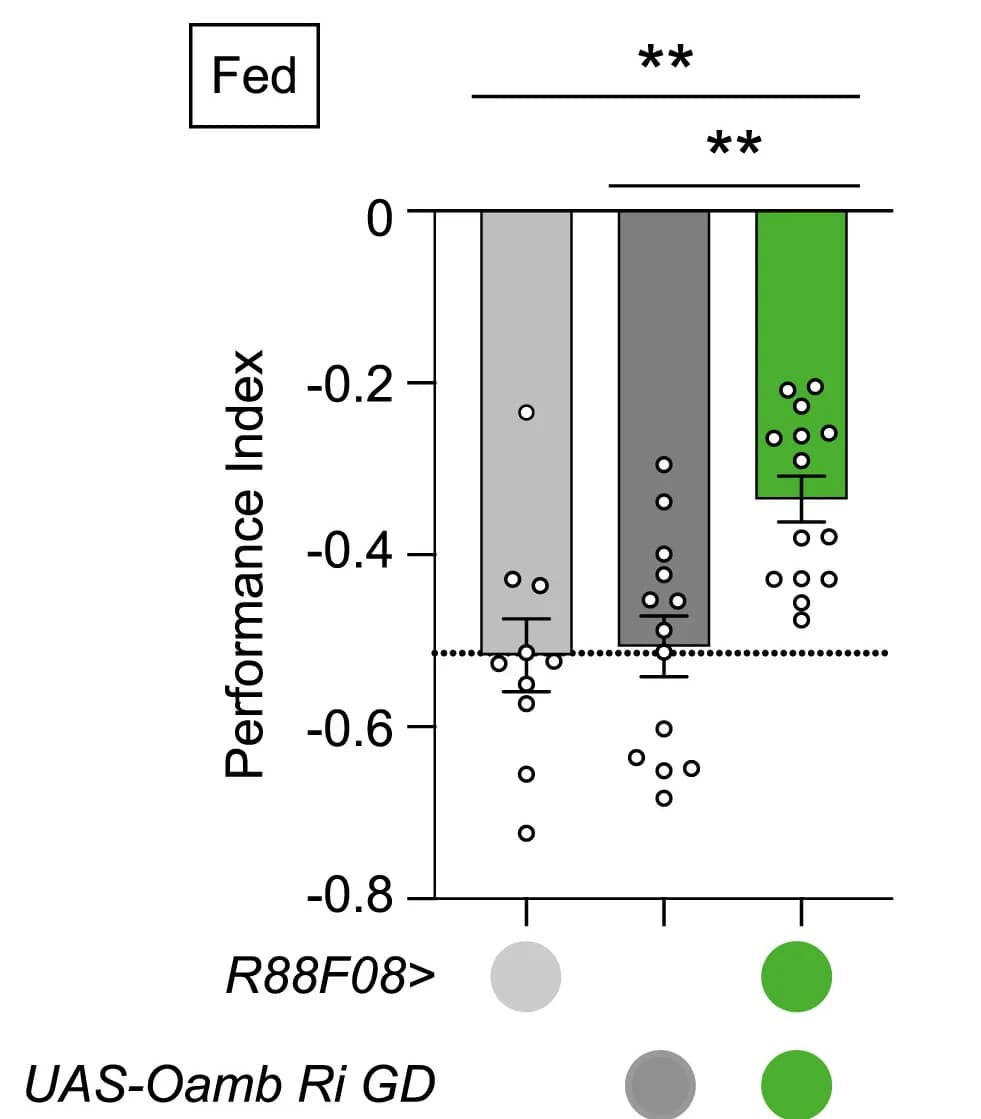 Open access visualization of Bar Plot, Error Bars, Scatter Plot, SEZON01 Neurons, Oamb Knockdown