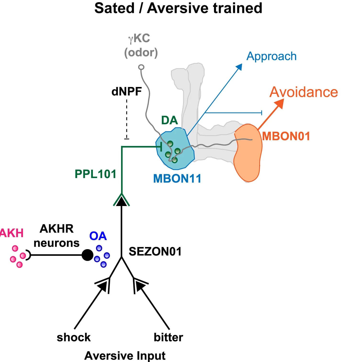 Open access visualization of Workflow, Illustration, Dopaminergic Neurons, Appetitive Motivation, Aversive Learning