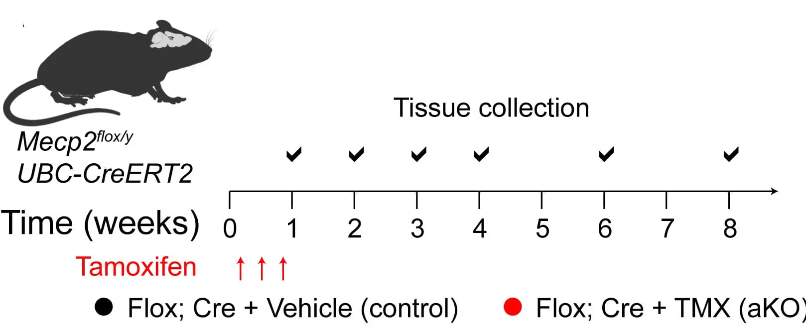 Open access visualization of Workflow, Mecp2, Tamoxifen, Adult Knockout Mice, Control Mice