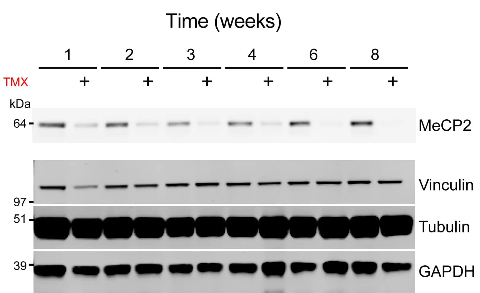 Open access visualization of Gel, Western Blot, MeCP2, Loading Controls, ANOVA