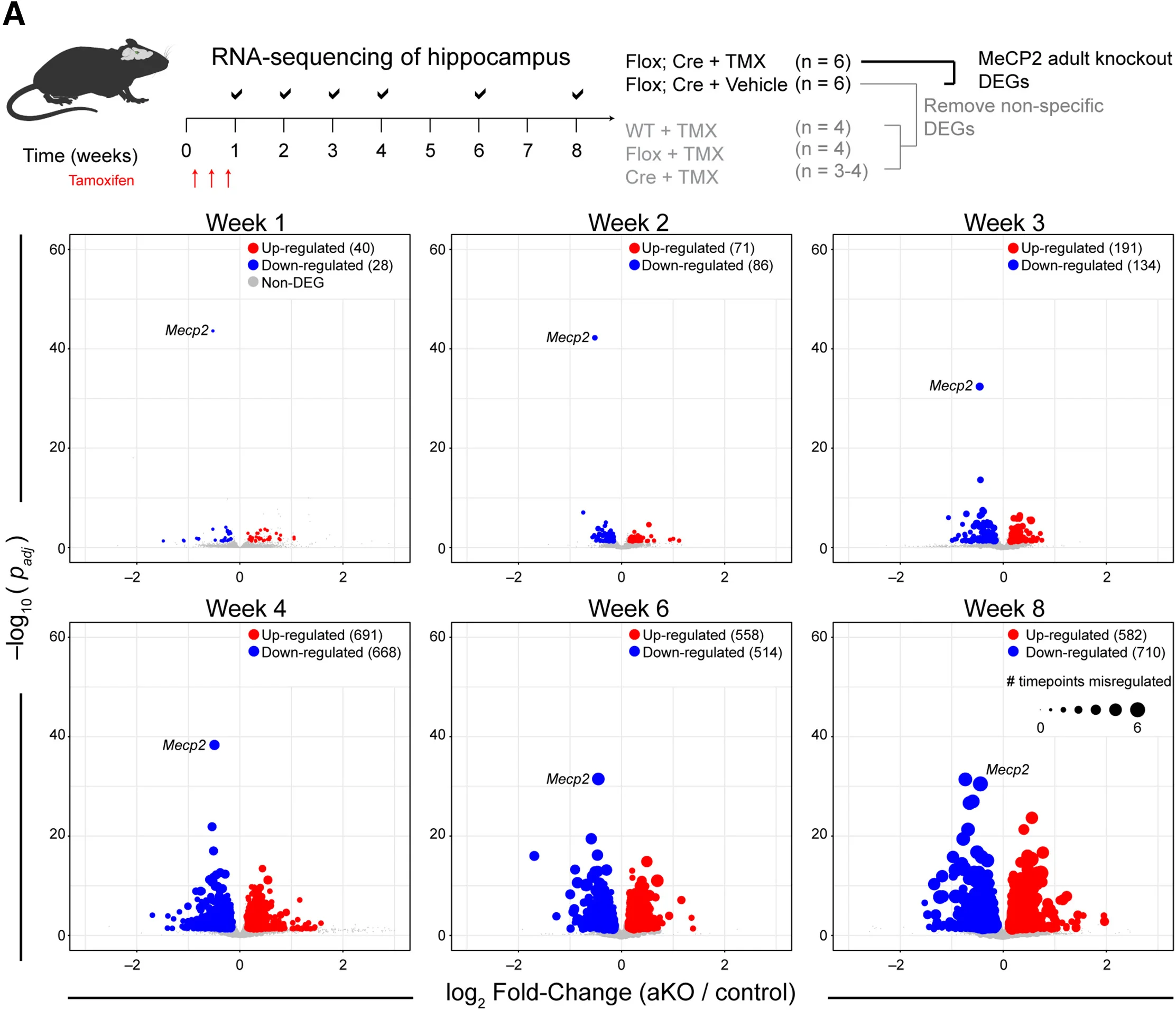 Open access visualization of Scatter Plot, Bubble Plot, Volcano Plots, Log2fold Change, Differentially Expressed Genes