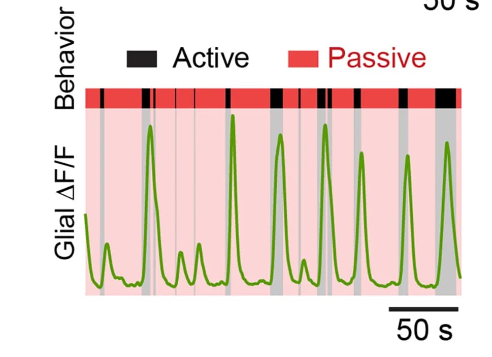 Open access visualization of Line Plot, Bar Plot, Active Periods, Passive Periods, Cortical Astrocyte
