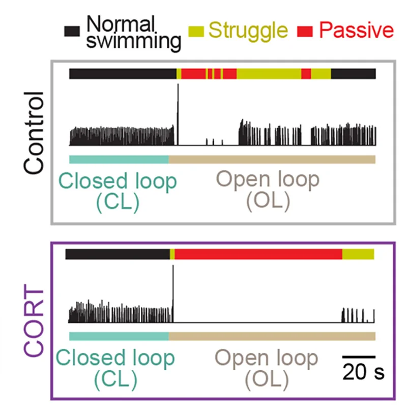 Open access visualization of Line Plot, Line Step, Example Trials, Control Fish, Hydrocortisone-Treated Fish
