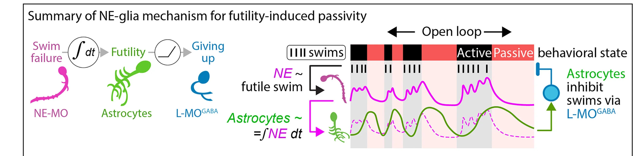 Open access visualization of Workflow, Line Plot, Zebrafish, Passivity, Mechanism