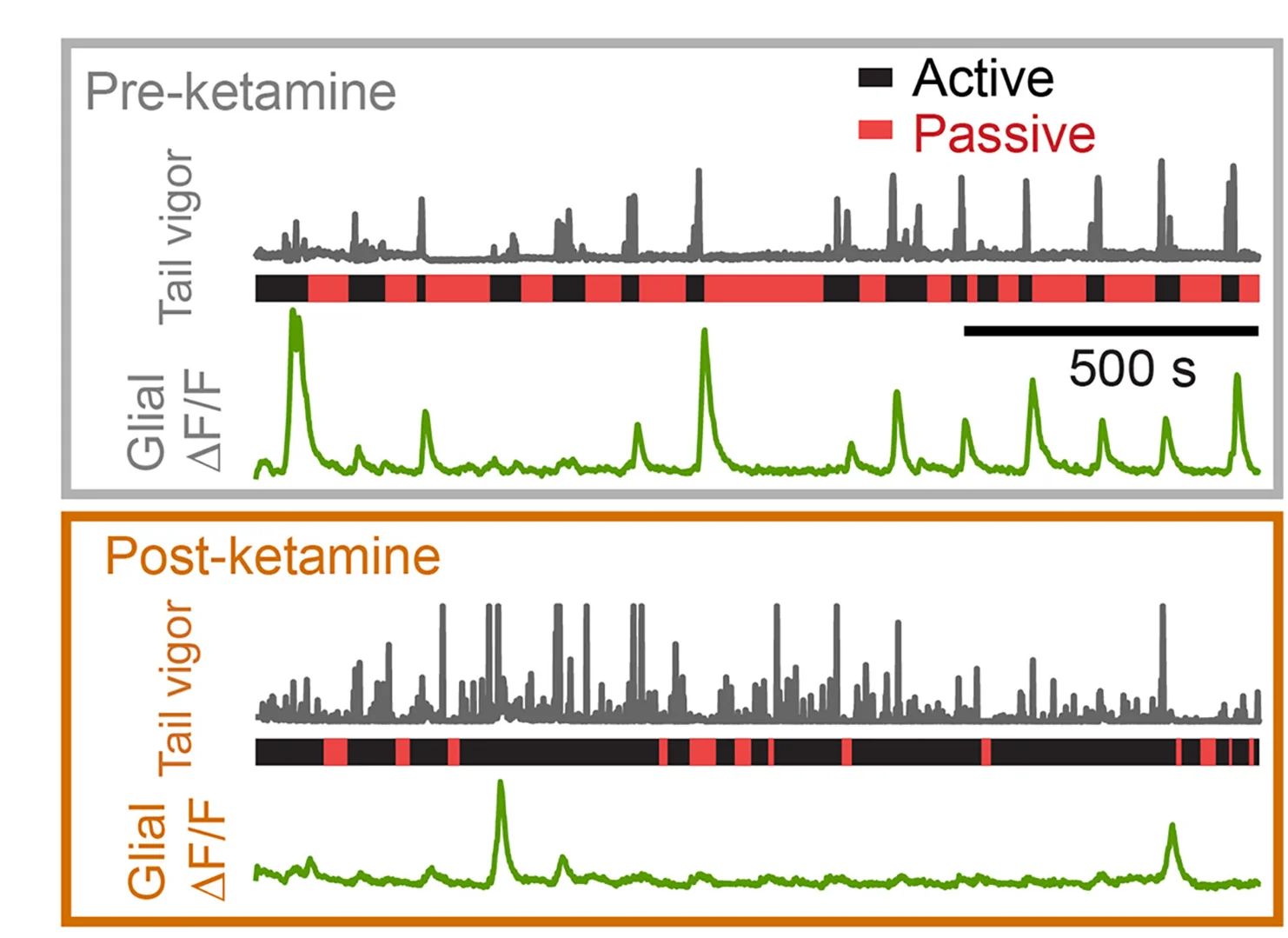 Open access visualization of Line Plot, Bar Plot, Swim Traces, Hindbrain Astroglial Calcium Signals, Zebrafish