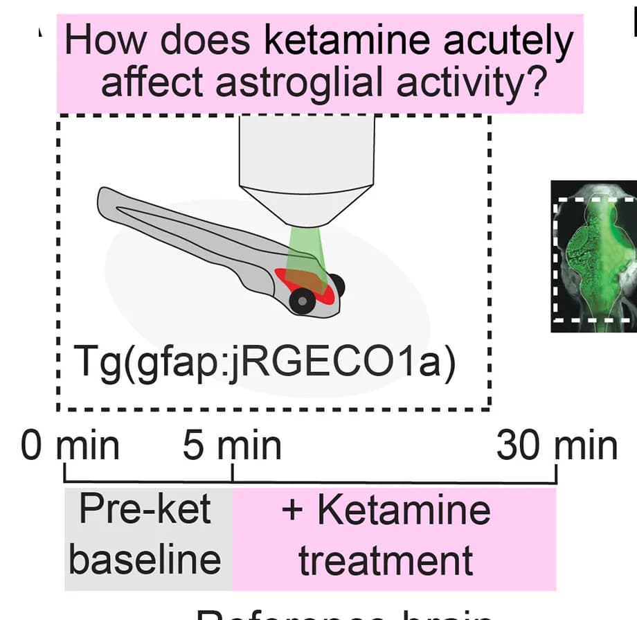 Open access visualization of Illustration, Workflow, Calcium Indicator, Astroglia, Epifluorescence Microscope