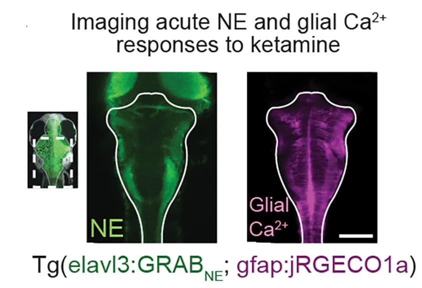 Open access visualization of Microscopy, Fluorescence Image, Zebrafish, GRABNE2h, Elavl3 Promoter