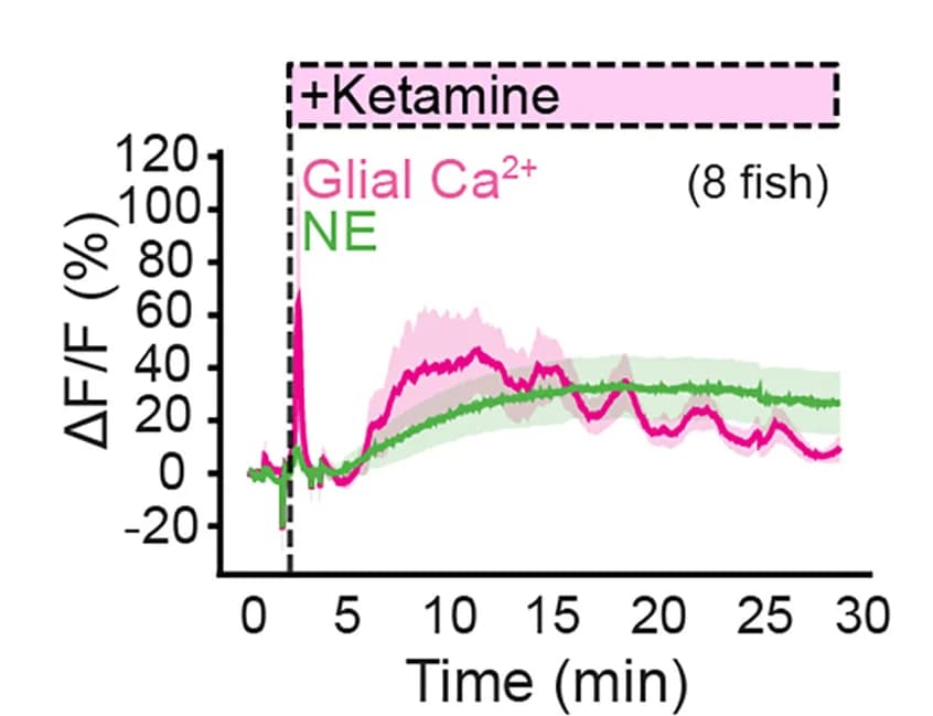 Open access visualization of Line Plot, Error Bars, Glial Ca2+ Dynamics, jRGECO1a Signal, Extracellular NE Dynamics