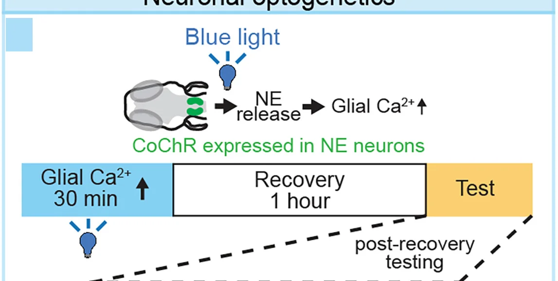 Open access visualization of Workflow, Illustration, Transgenic Fish, Channelrhodopsin CoChR, Norepinephrinergic Neurons