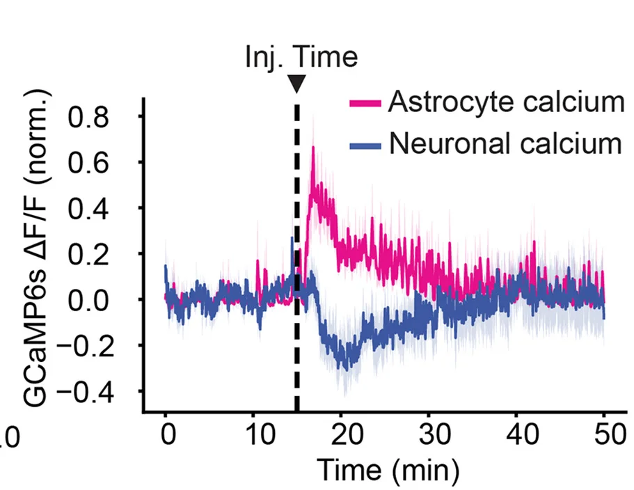 Open access visualization of Line Plot, Error Bars, Average RSC ΔF/F Trace, Astrocytes, Excitatory Neurons