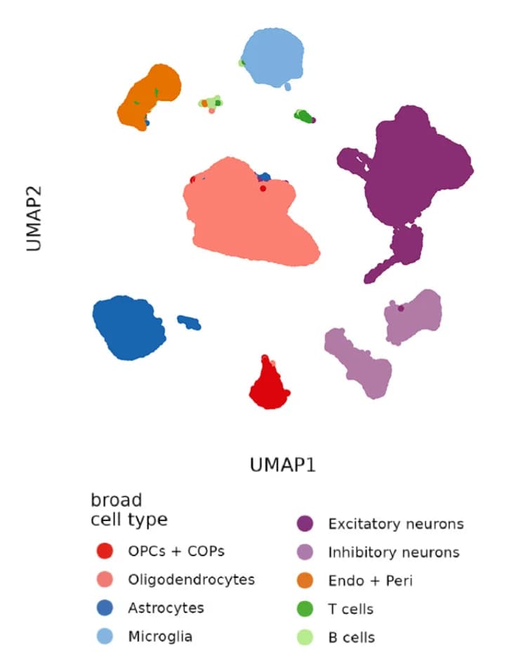 Open access visualization of Scatter Plot, UMAP, Cell Types, Endothelial Cells, Pericytes