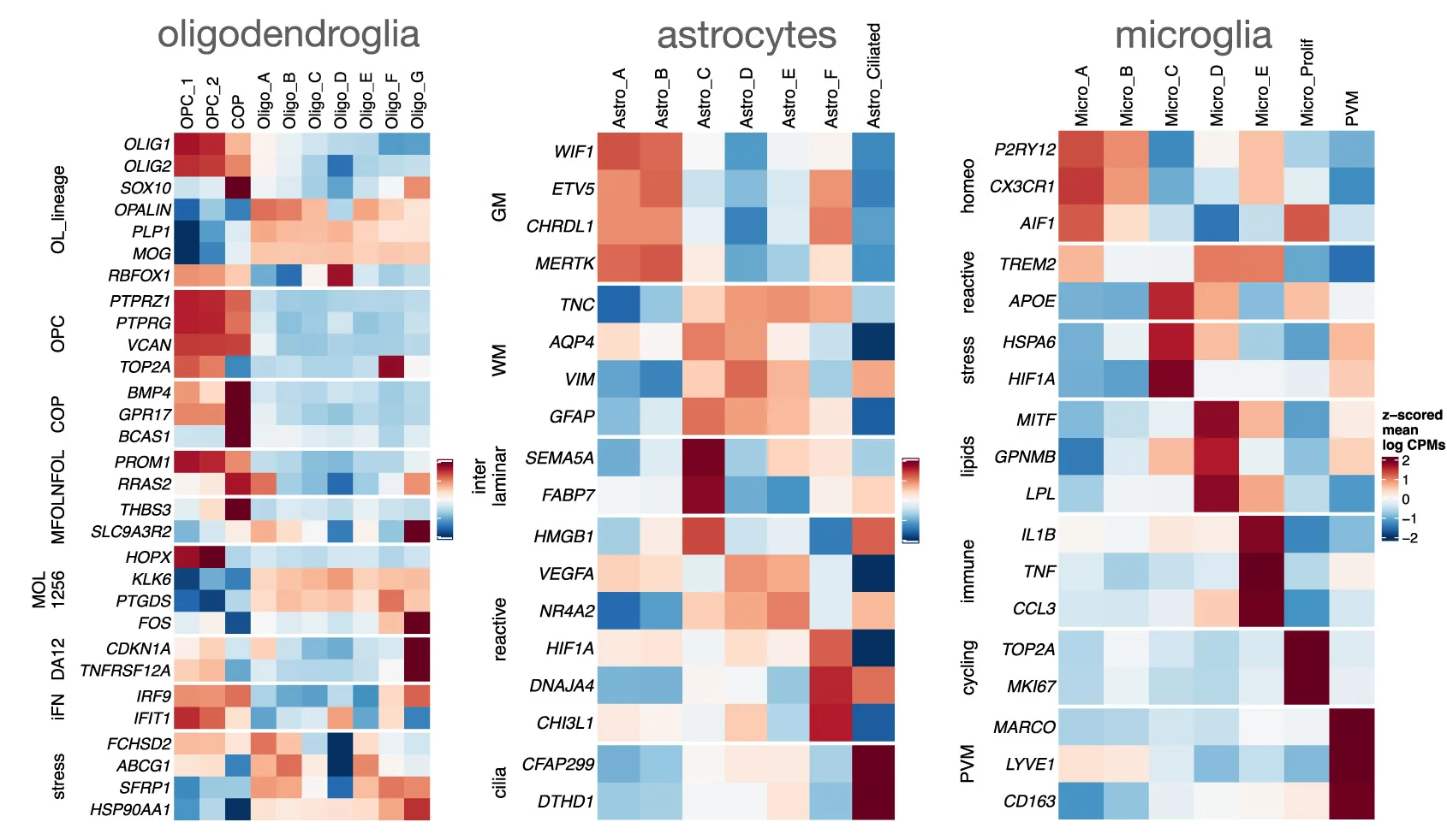 Open access visualization of Heatmap, Heatmaps, Glial States, Subclusters, Oligodendroglia