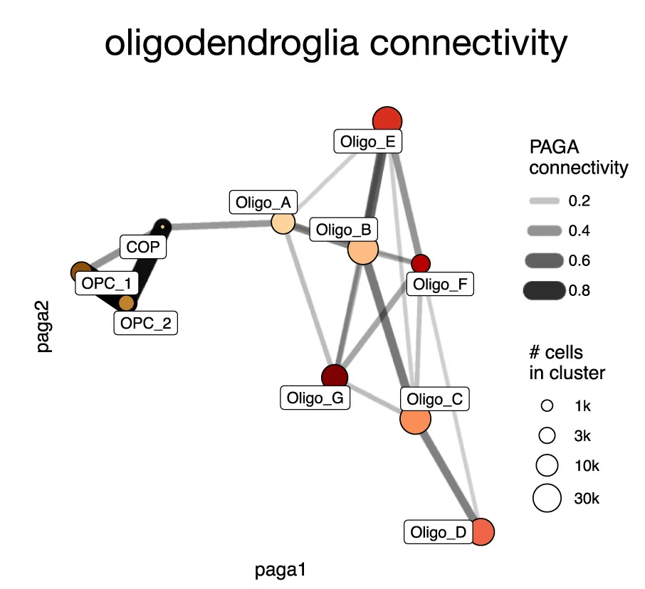 Open access visualization of Network, Pathway, PAGA, Oligodendrocyte, OPC