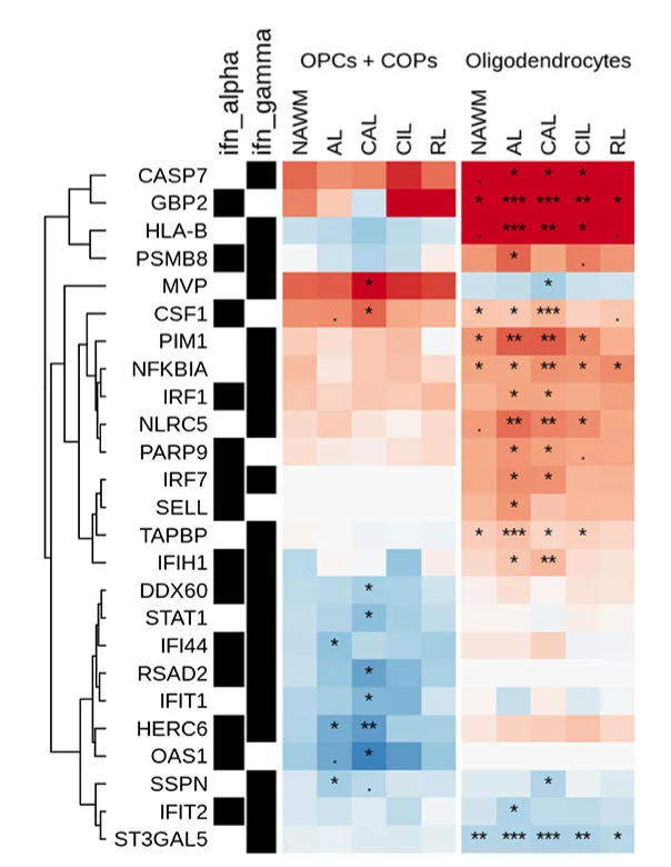 Open access visualization of Heatmap, Bar Plot, Clustered, Differential Expression, Interferon Alpha