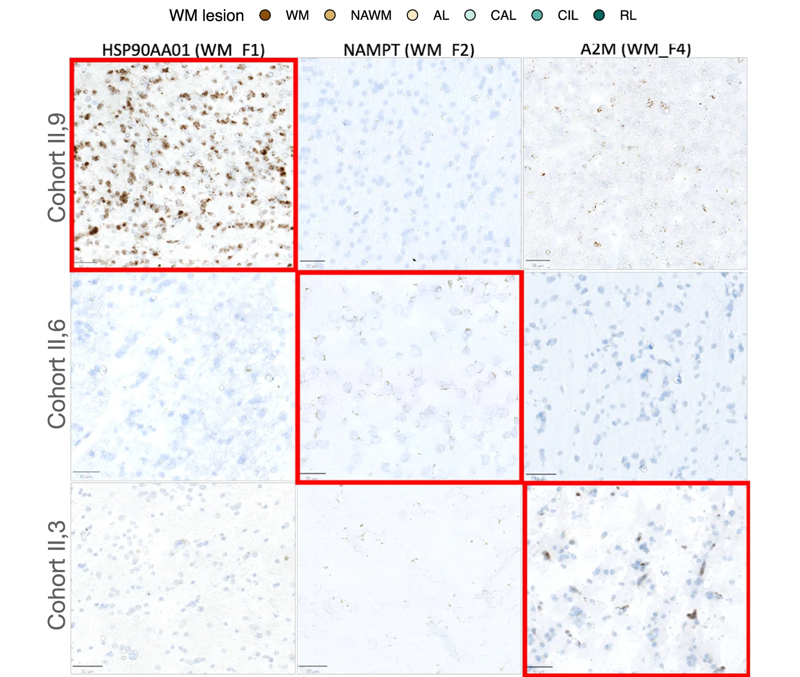 Open access visualization of Microscopy, RNAscope, Staining